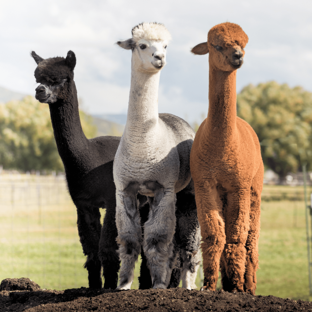 alpacas